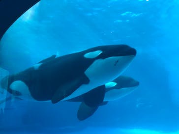 名古屋港水族館に投稿された画像（2021/10/2）