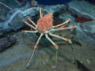 名古屋港水族館に投稿された画像（2021/10/2）