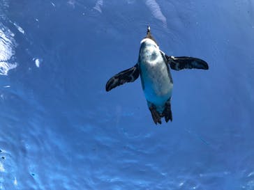 サンシャイン水族館に投稿された画像（2021/10/2）