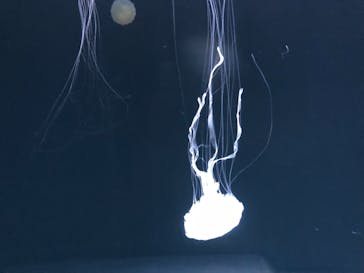 サンシャイン水族館に投稿された画像（2021/10/2）