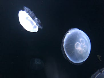 サンシャイン水族館に投稿された画像（2021/10/2）