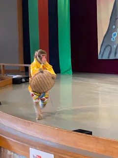 河口湖猿まわし劇場 投稿された写真一覧 アソビュー