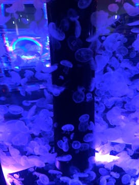 マクセル アクアパーク品川に投稿された画像（2021/10/2）