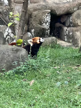 天王寺動物園に投稿された画像（2021/10/2）