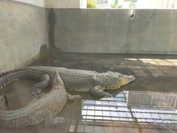 体感型動物園iZooに投稿された画像（2021/10/2）