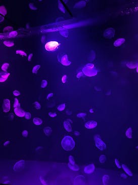 サンシャイン水族館に投稿された画像（2021/10/2）