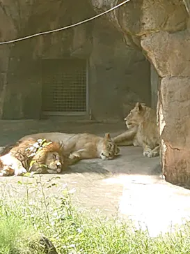 天王寺動物園に投稿された画像（2021/10/2）