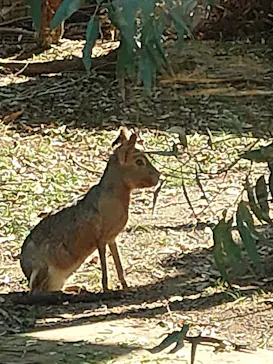 天王寺動物園に投稿された画像（2021/10/2）