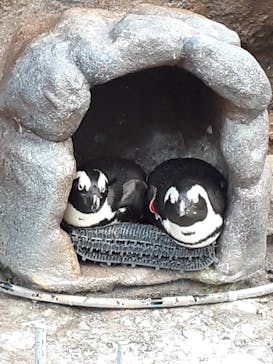 サンシャイン水族館に投稿された画像（2021/10/2）