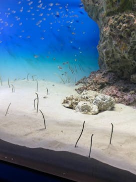 アクアワールド茨城県大洗水族館に投稿された画像（2021/10/2）