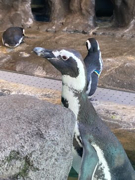 しながわ水族館に投稿された画像（2021/10/2）