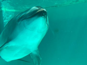 しながわ水族館に投稿された画像（2021/10/2）