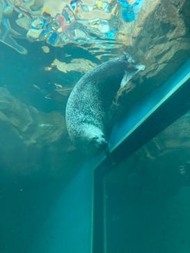 しながわ水族館に投稿された画像（2021/10/2）