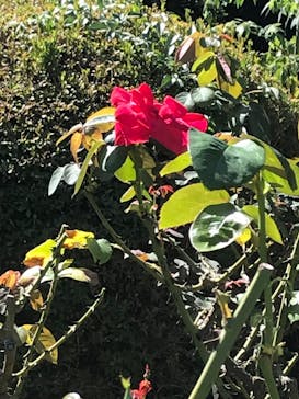 鳩山会館に投稿された画像（2021/10/2）