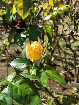 鳩山会館に投稿された画像（2021/10/2）