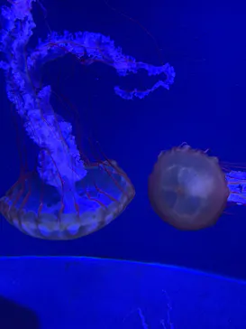 すみだ水族館に投稿された画像（2021/10/2）