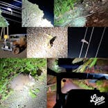 ミッドナイトツアー 奄美に投稿された画像（2021/10/3）