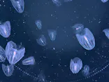 仙台うみの杜水族館に投稿された画像（2021/10/3）