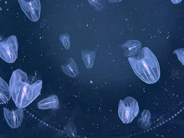 仙台うみの杜水族館に投稿された画像（2021/10/2）