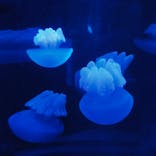 サンシャイン水族館に投稿された画像（2021/10/3）