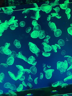 名古屋港水族館に投稿された画像（2021/10/3）