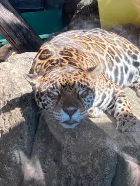 天王寺動物園に投稿された画像（2021/10/3）