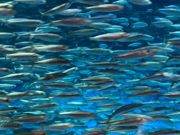 登別マリンパークニクスに投稿された画像（2021/10/3）