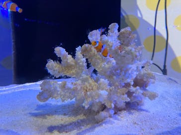 登別マリンパークニクスに投稿された画像（2021/10/3）