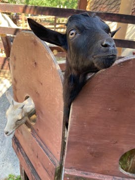 秋吉台自然動物公園 サファリランドに投稿された画像（2021/10/3）