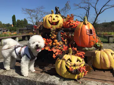 わんダフルネイチャーヴィレッジに投稿された画像（2021/10/3）