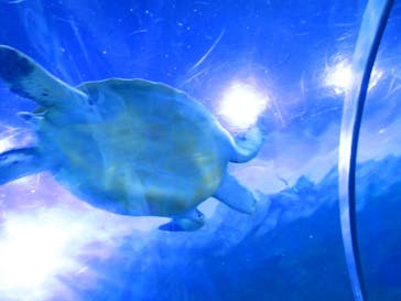 しながわ水族館に投稿された画像（2021/10/3）