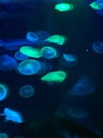 すみだ水族館に投稿された画像（2021/10/3）