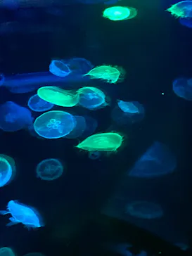 すみだ水族館に投稿された画像（2021/10/3）