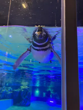 すみだ水族館に投稿された画像（2021/10/3）