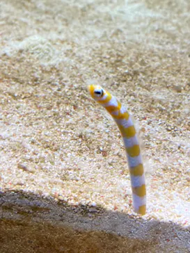 すみだ水族館に投稿された画像（2021/10/3）