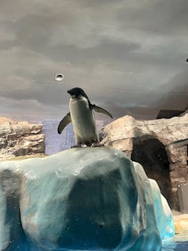 名古屋港水族館に投稿された画像（2021/10/3）