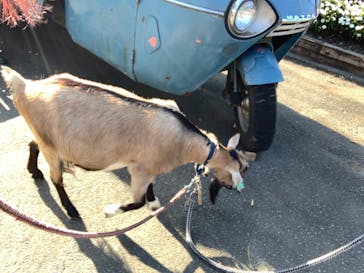 まかいの牧場に投稿された画像（2021/10/3）