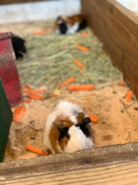 まかいの牧場に投稿された画像（2021/10/3）