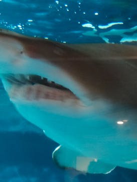 しながわ水族館に投稿された画像（2021/10/3）