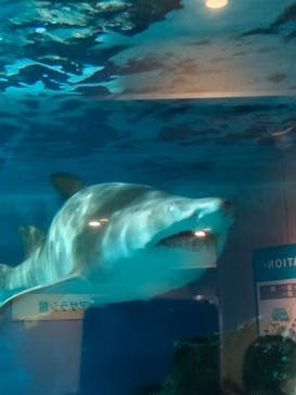 しながわ水族館に投稿された画像（2021/10/3）