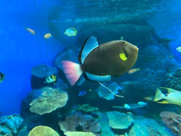 しながわ水族館に投稿された画像（2021/10/3）