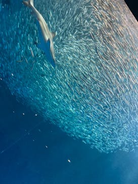 名古屋港水族館に投稿された画像（2021/10/3）