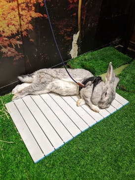 Moff animal world MARK IS みなとみらい店に投稿された画像（2021/10/3）