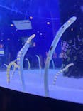 沖縄美ら海水族館に投稿された画像（2021/10/3）