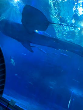 沖縄美ら海水族館に投稿された画像（2021/10/3）