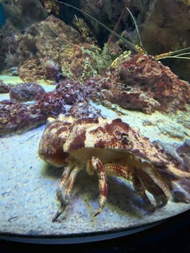 沖縄美ら海水族館に投稿された画像（2021/10/3）