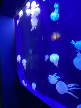 沖縄美ら海水族館に投稿された画像（2021/10/3）