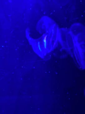 沖縄美ら海水族館に投稿された画像（2021/10/3）