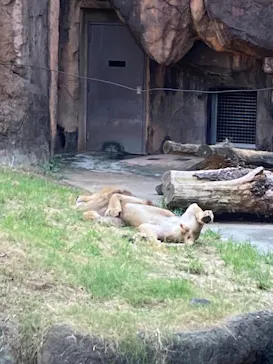 天王寺動物園に投稿された画像（2021/10/3）