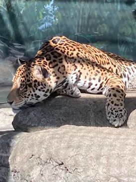 天王寺動物園に投稿された画像（2021/10/3）